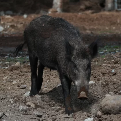 Wild Boar