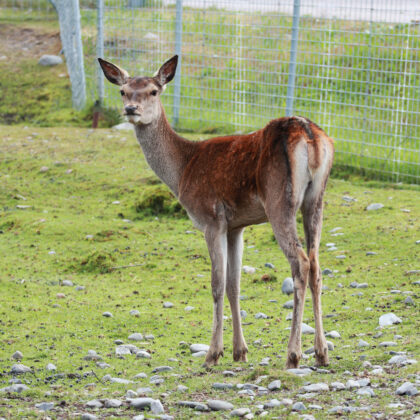 European Roe Deer