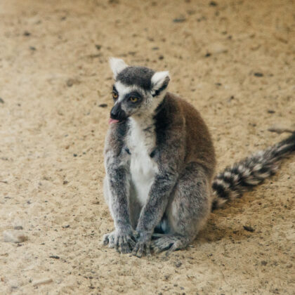 Ring-tailed Lemur