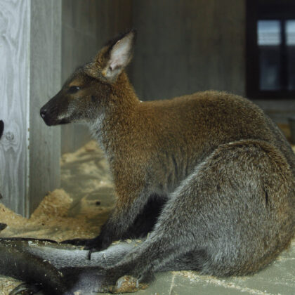 Bennett’s Tree Kangaroo