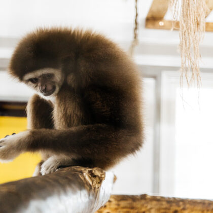 White-Handed Gibbon