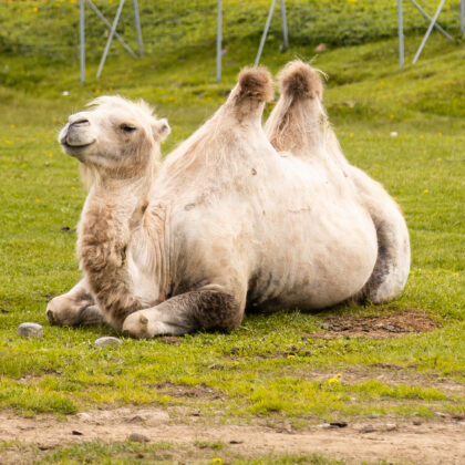 Bactrian Camel