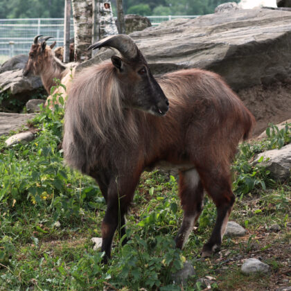 Himalayan Tahr