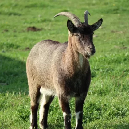 Bezoar Ibex