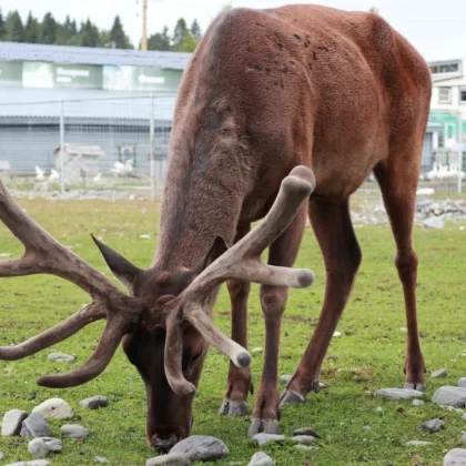 Red Deer