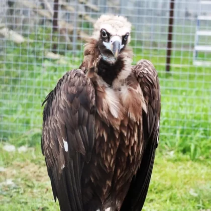 Black Vulture