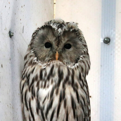 Tawny Owl