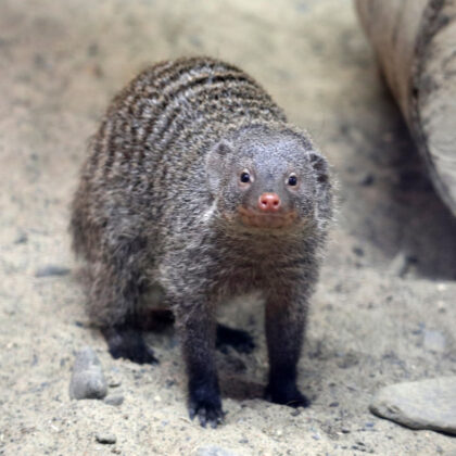 Banded Mongoose