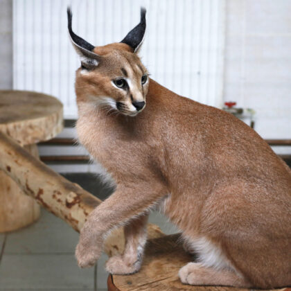 Caracal