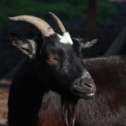 Pygmy Cameroon Goat