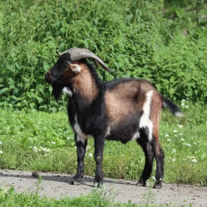 Alpine Goat