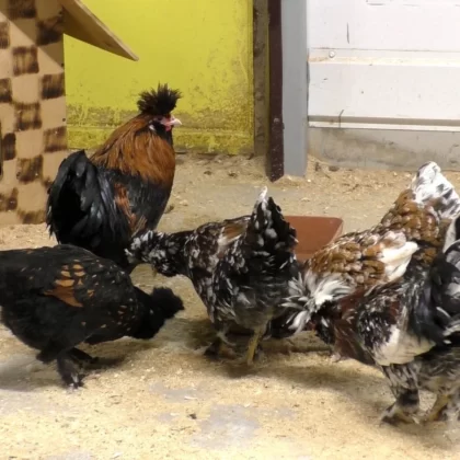 Pavlovsky Chickens