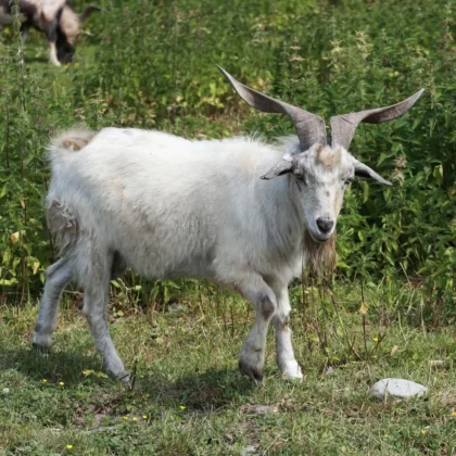 Saanen goat