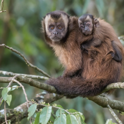 Brown Capuchin