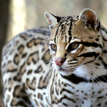 Ocelot