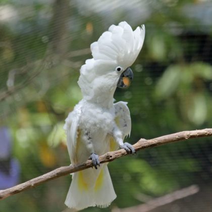 White cockatoo