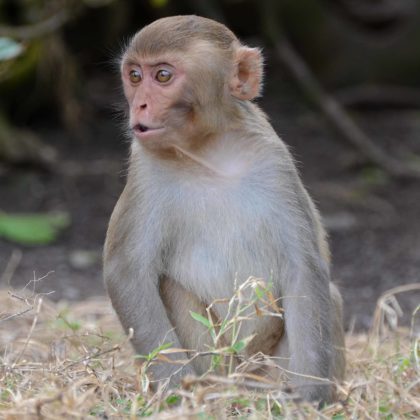 Rhesus macaques