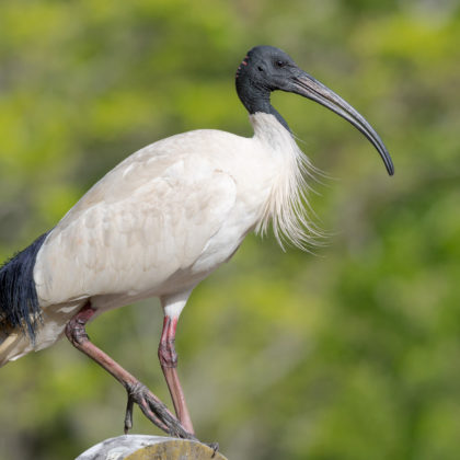 Sacred ibis